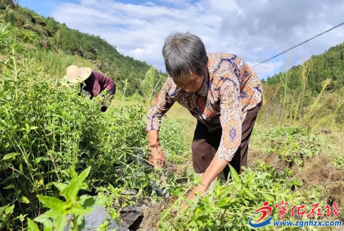 仙草種植迎來(lái)好“豐”景！寧化這片撂荒地變致富地