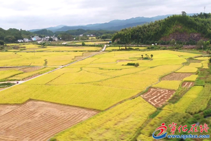 寧化：“一粒米”致富百村人