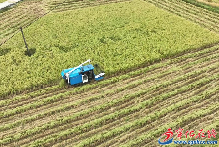 中沙鄉：千畝河龍貢米開鐮收割