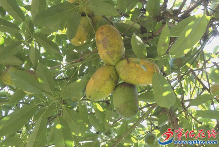 城郊鎮(zhèn)：九月黃采摘正當時