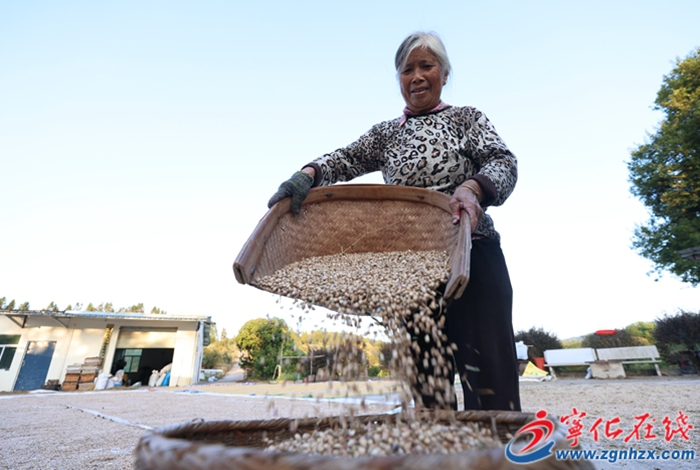 淮土鎮(zhèn)：薏米豐收 助力鄉(xiāng)村振興