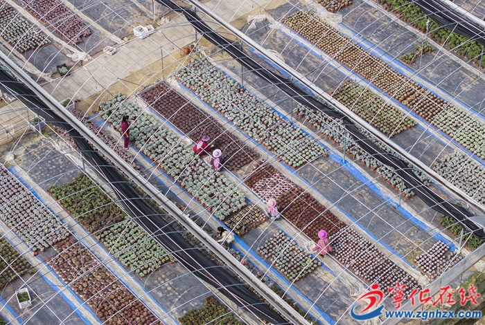 寧化縣安樂鎮：多肉種植基地備戰雙“十一”