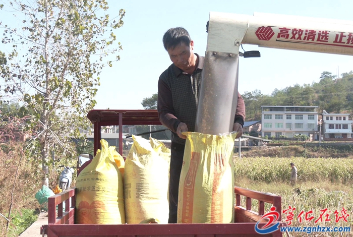 鄉(xiāng)村振興再出發(fā) | 寧化：薏米喜迎豐收 帶動農(nóng)戶增產(chǎn)增收