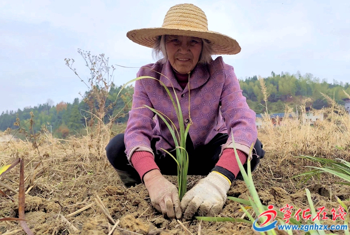 青山綠水是無價之寶|濟村鄉：種下石菖蒲 致富好“錢”景