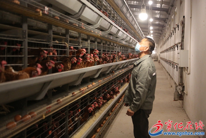 湖村鎮：自動化蛋雞養殖助力鄉村振興