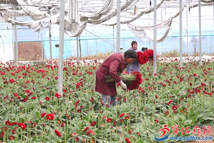 寧化： 冬日花卉產業綻放“美麗經濟”