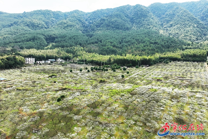 寧化：李花盛開喚春來