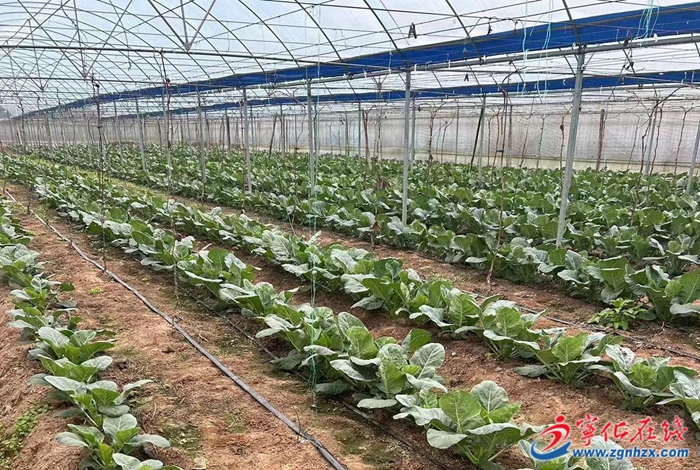 寧化淮土鎮(zhèn)：有機(jī)花菜 富村又富民