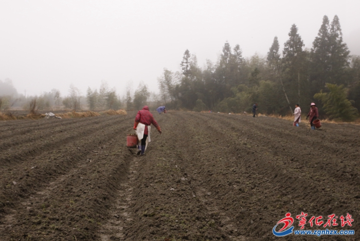 寧化：種植檳榔芋 春耕備耕正當時