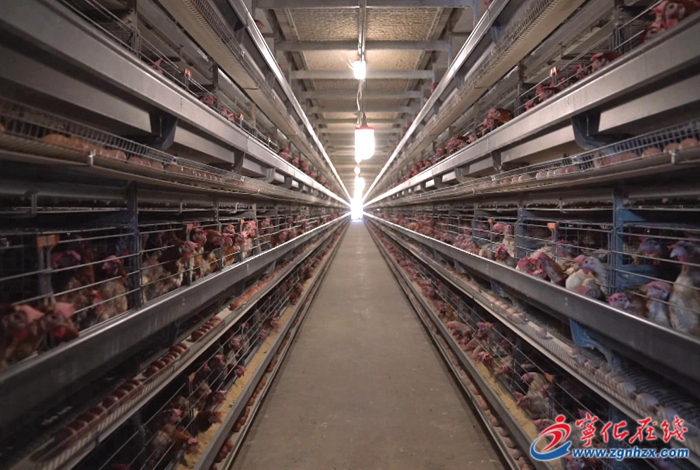 四領一促|寧化水茜鎮：自動化蛋雞養殖賦能鄉村振興