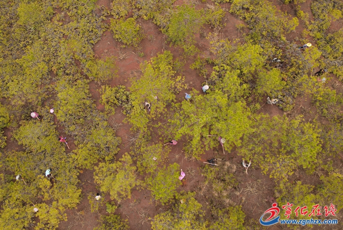 寧化：以水土保持守護綠水青山