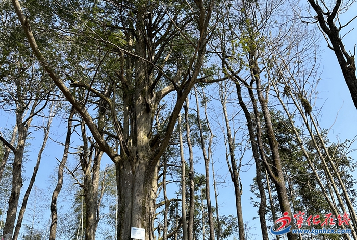 濟村鄉：加強古樹維護，守護“綠色文物”