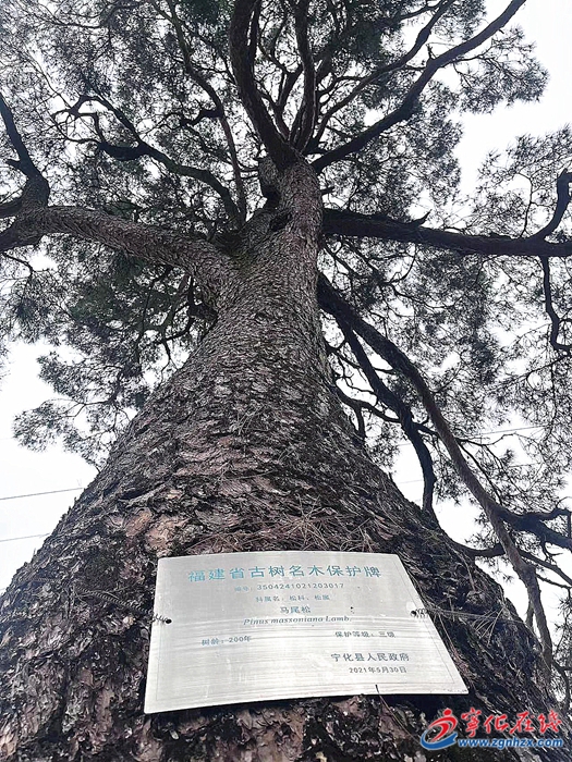 3182株古樹老有所養(yǎng)