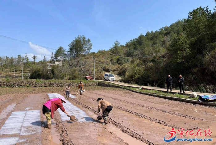 淮土鎮(zhèn)再生稻種植： “一種兩收”讓農民增產又增收