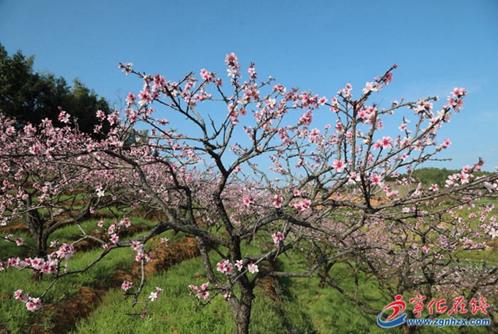 寧化：桃花盛開?綻出一年好“豐”景