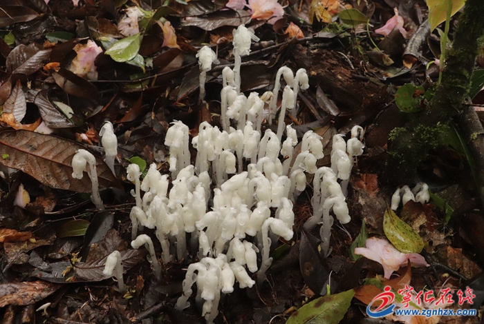 近危級珍稀植物--水晶蘭再現福建寧化