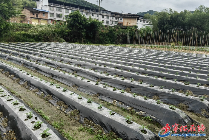 寧化曹坊：辣椒栽種忙，奏響春耕“椒”響曲