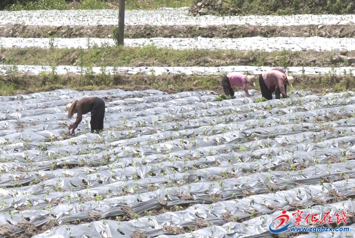 四領一促|改革領先|寧化濟村鄉：撂荒地變致富地 土地流轉助力村集體經濟
