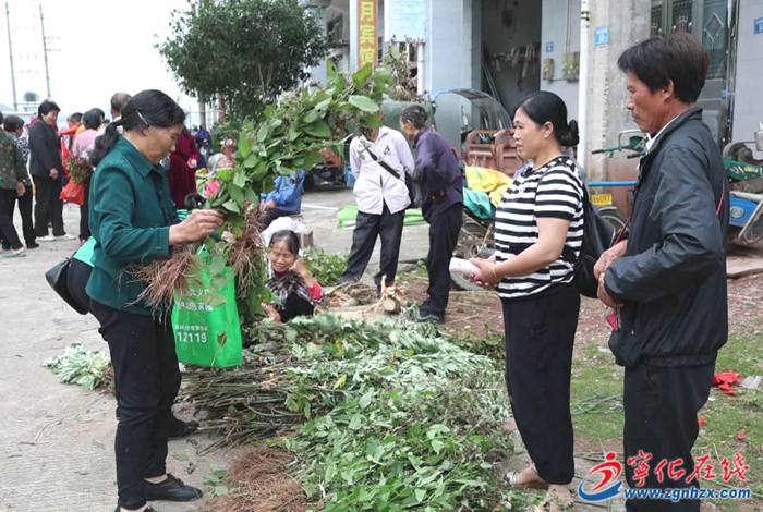 寧化：端午將至 草藥飄香