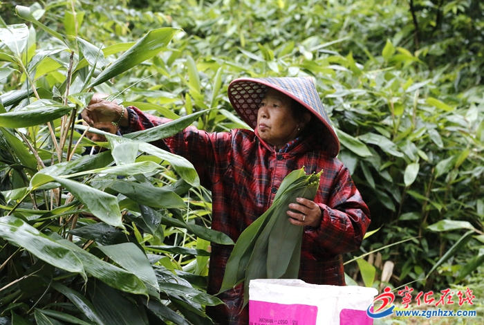 網絡中國節·端午｜寧化：粽葉豐產 市場走俏