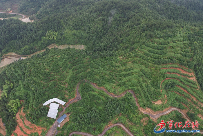 四領一促|改革領先|河龍鄉：發展楊梅產業 助力鄉村振興