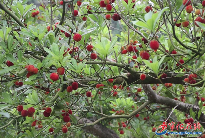 寧化中沙：楊梅采摘熱帶火鄉(xiāng)村游