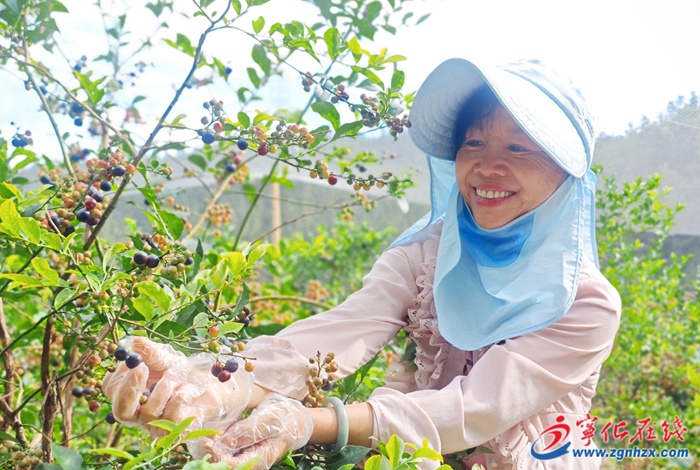 藍(lán)莓采摘季 縱享夏日“莓”好時(shí)光