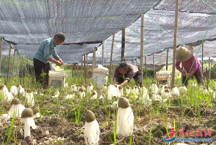 河龍鄉：竹蓀喜豐收 村民采摘忙