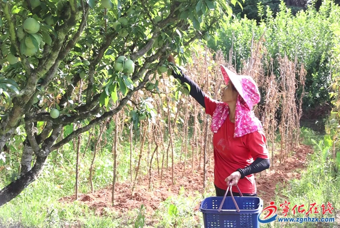 湖村鎮(zhèn)：柰子飄香采摘忙 果農(nóng)致富心頭甜