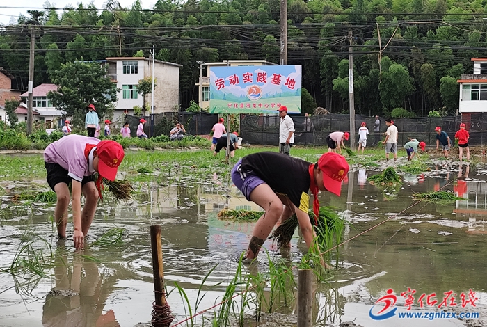 河龍中心學(xué)校：體驗(yàn)貢米種植 收獲勞動(dòng)樂(lè)趣