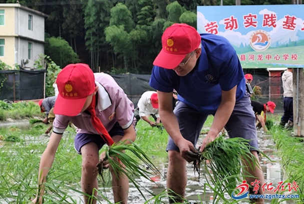 河龍中心學校：體驗貢米種植 收獲勞動樂趣
