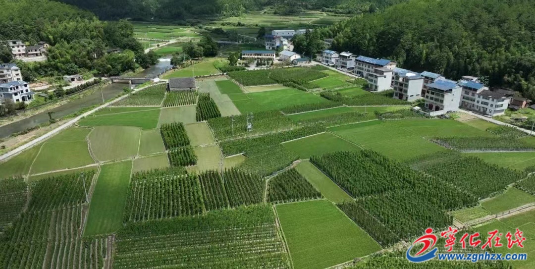 寧化曹坊鎮(zhèn)：千畝淮山豐收在望