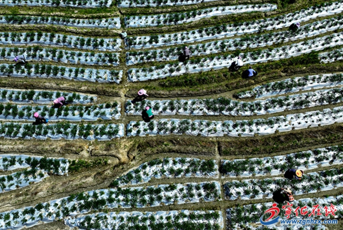 寧化水茜：辣椒豐收采摘忙