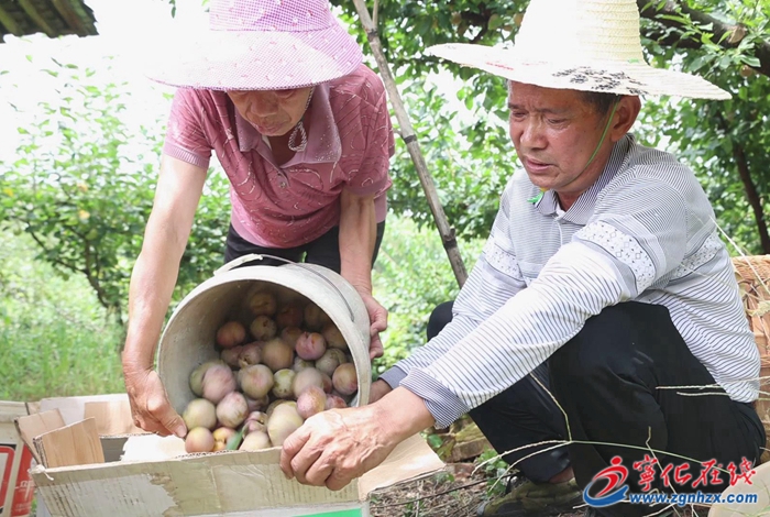 寧化：與臺(tái)風(fēng)“賽跑” 趕晴搶收忙