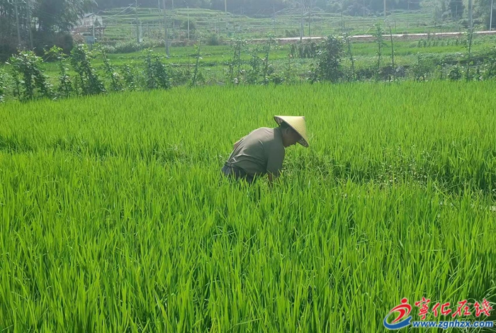 年產值3000萬元！寧化河龍貢米產業引領鄉村振興新篇章