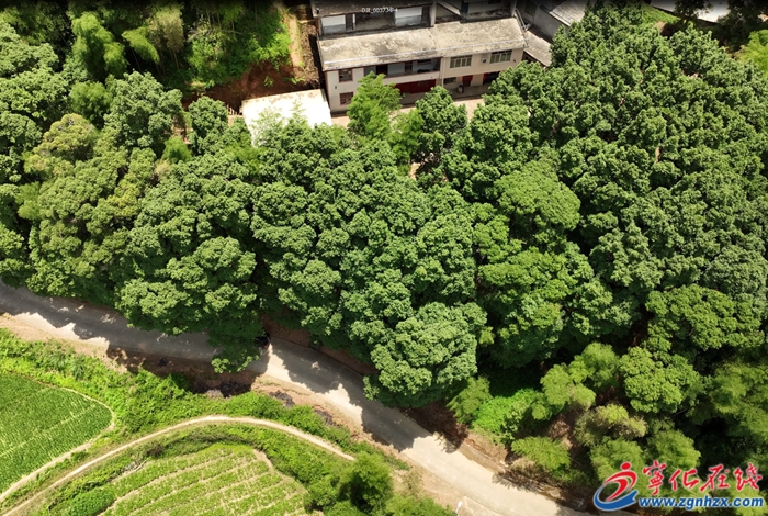 寧化：跨世紀守護古樹 留住森林瑰寶
