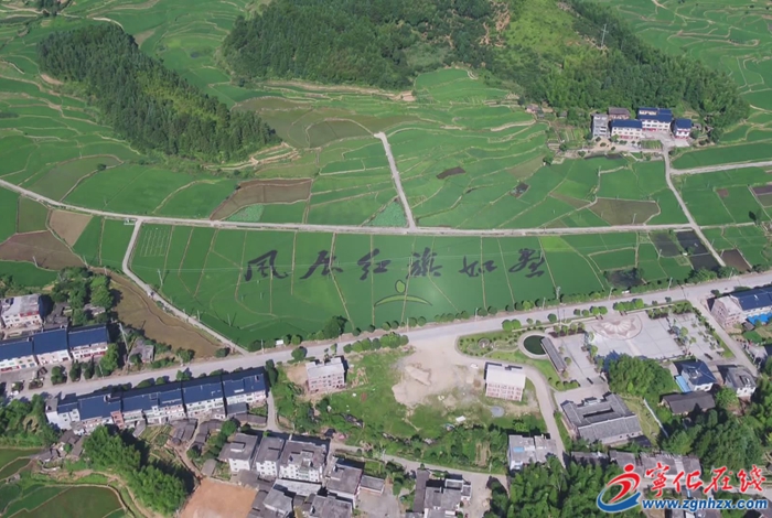 寧化：做優(yōu)貢米產(chǎn)業(yè) 引領(lǐng)鄉(xiāng)村振興新篇章