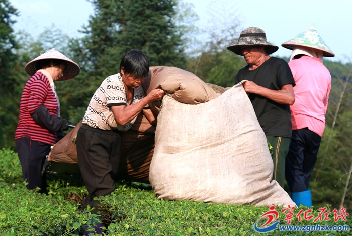 寧化中沙：1300畝茶園迎來暑茶采摘加工季