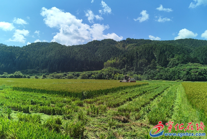 鄉(xiāng)村振興再出發(fā) | 曹坊鎮(zhèn)：制種水稻喜迎豐收 農(nóng)戶收割忙