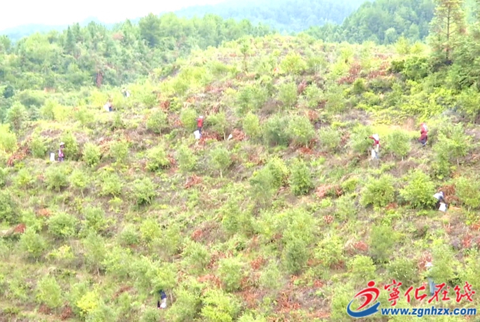 曹坊鎮(zhèn)：茶籽豐收榨油忙