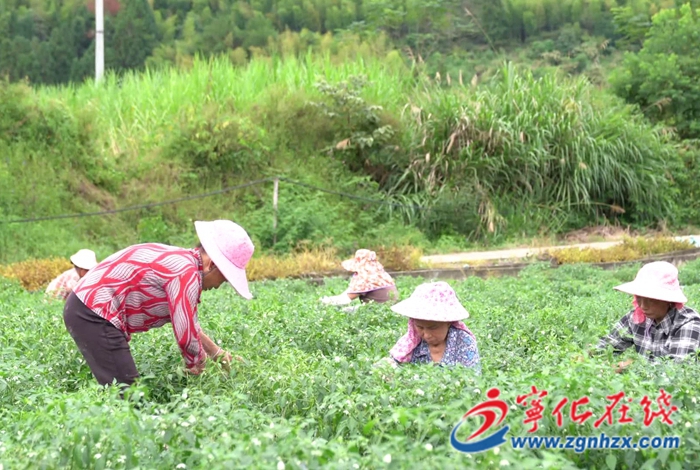 水茜鎮：高山蔬菜迎豐收