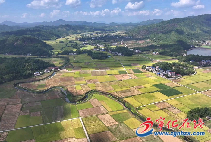 寧化：機械化收割奏響豐收樂章