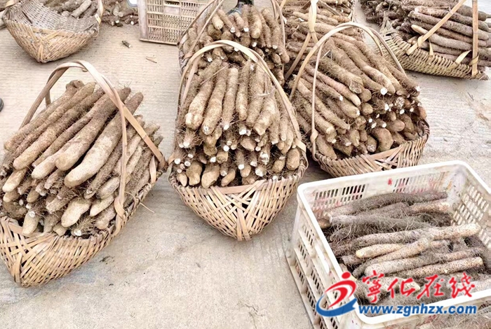 寧化曹坊鎮：紅土“金根”鋪就鄉村振興致富路