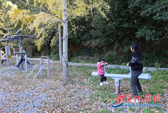 寧化：銀杏披“金”美如畫