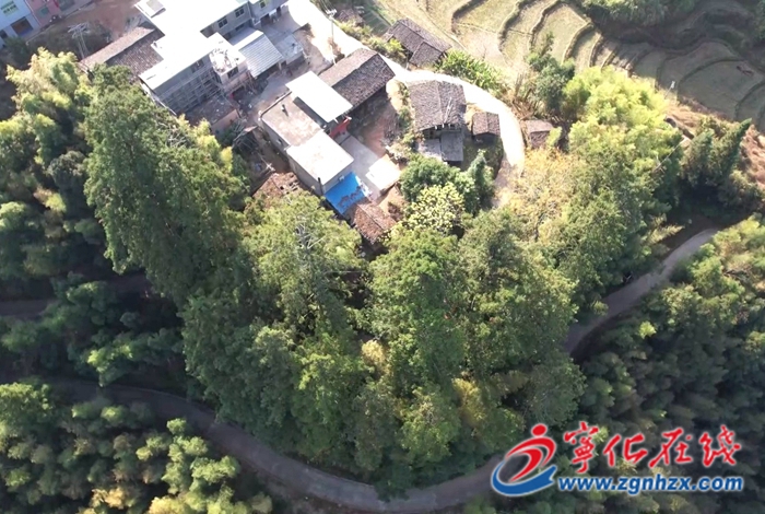 寧化石寮村：400年杉木王群引客來(lái)