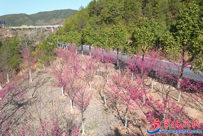 寧化:“三化”工程繪就春日櫻花盛景
