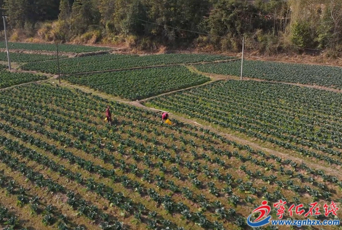 淮土鎮(zhèn)：黨支部引領土地流轉，冬閑田變“聚寶盆”