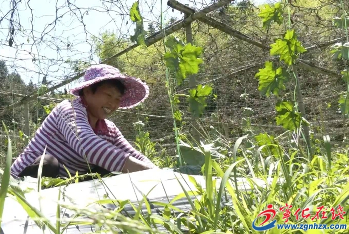 濟村鄉：改善絲瓜種植條件 提質增效促農增收