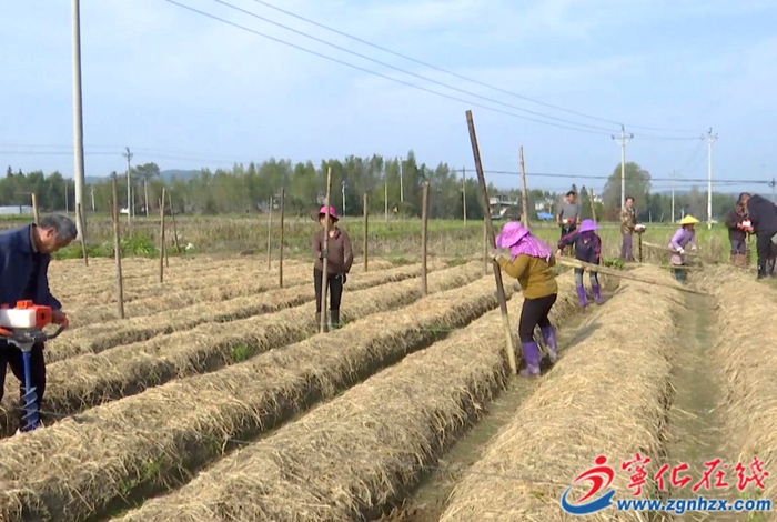 湖村鎮(zhèn)：新農(nóng)機(jī)助力竹蓀春季種植