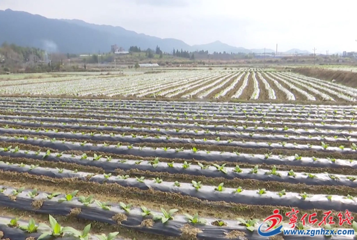 國家級榮譽/連續6年全市第一/產值超10億……寧化這項工作亮點多多！